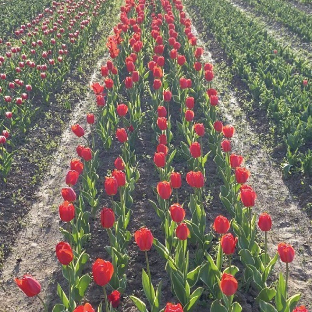 Tulip Garden Srinagar Tickets