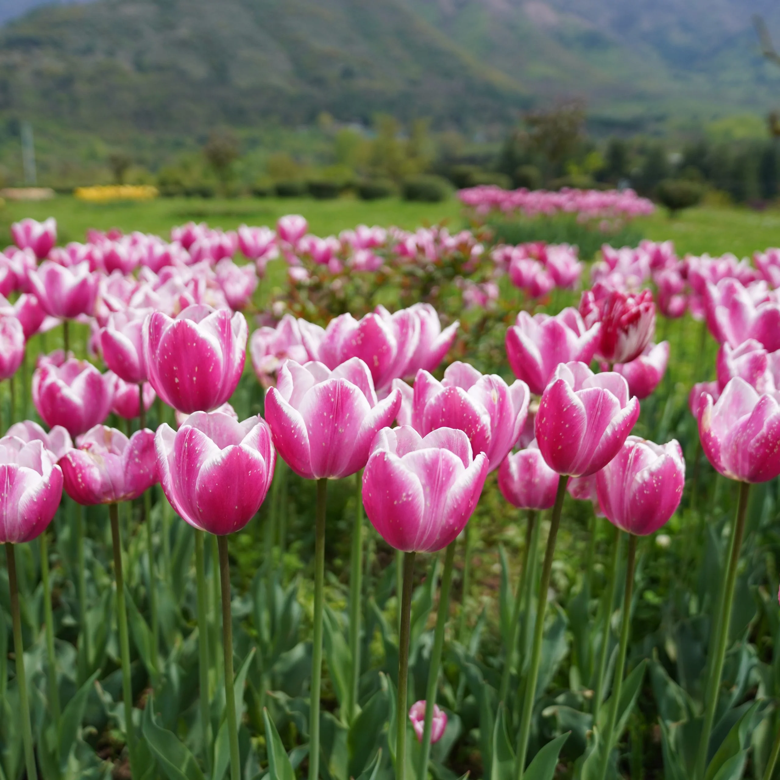 Kashmir