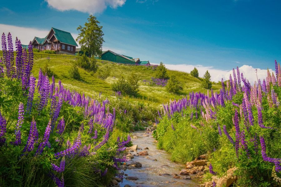 Kashmir Gulmarg