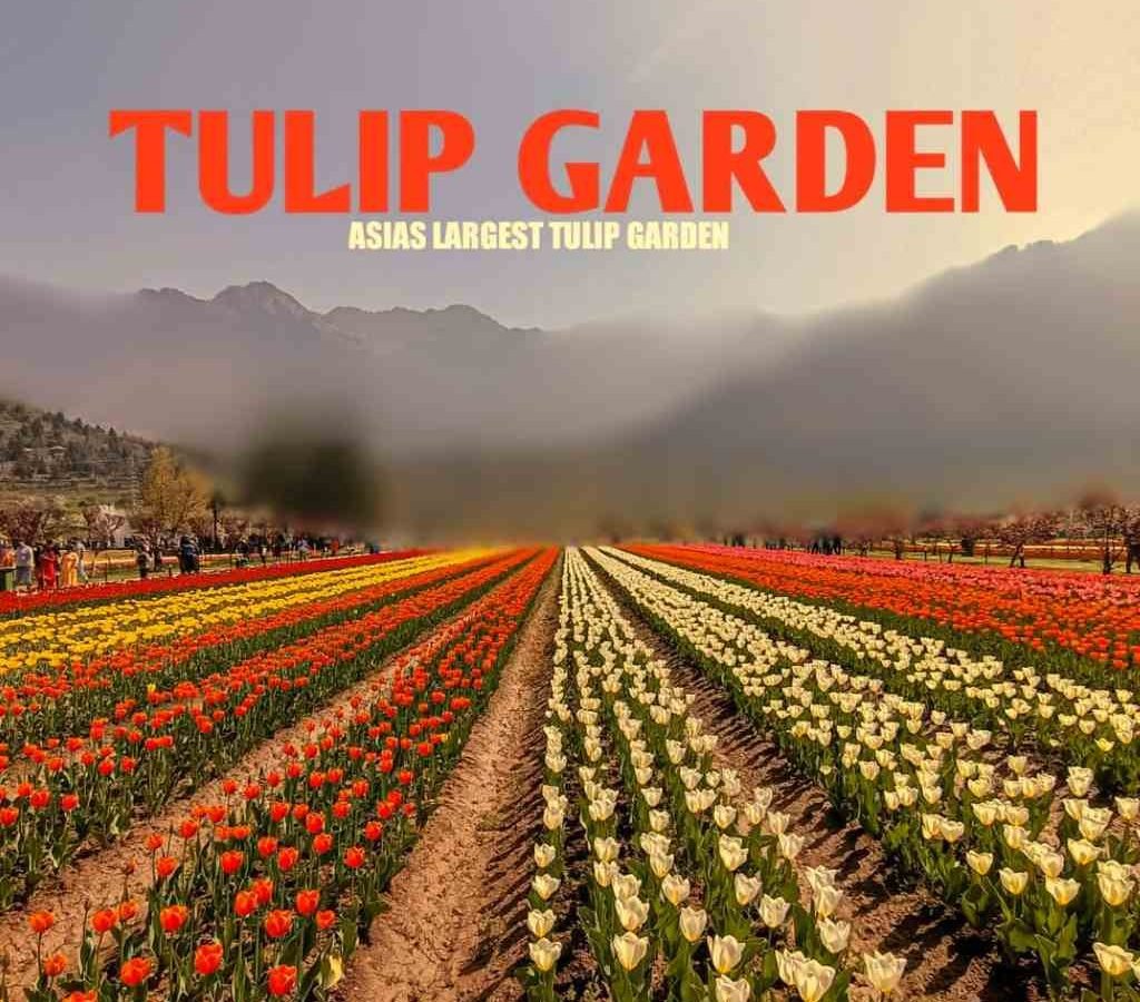 Tulip-Garden