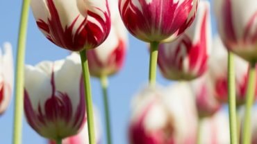 kwang-mathurosemontri-fY1ECB1RCd0-unsplash