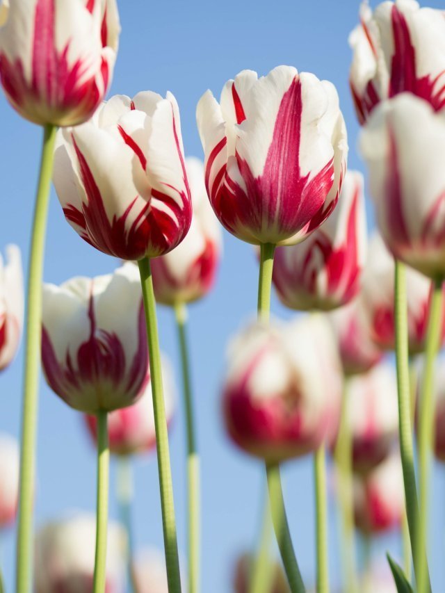 Unheard Facts About Tulip Garden in Kashmir