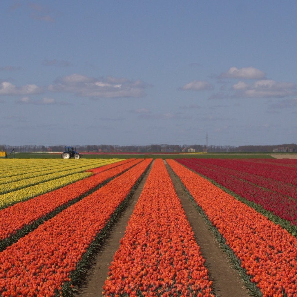Tulip Garden in Kashmir