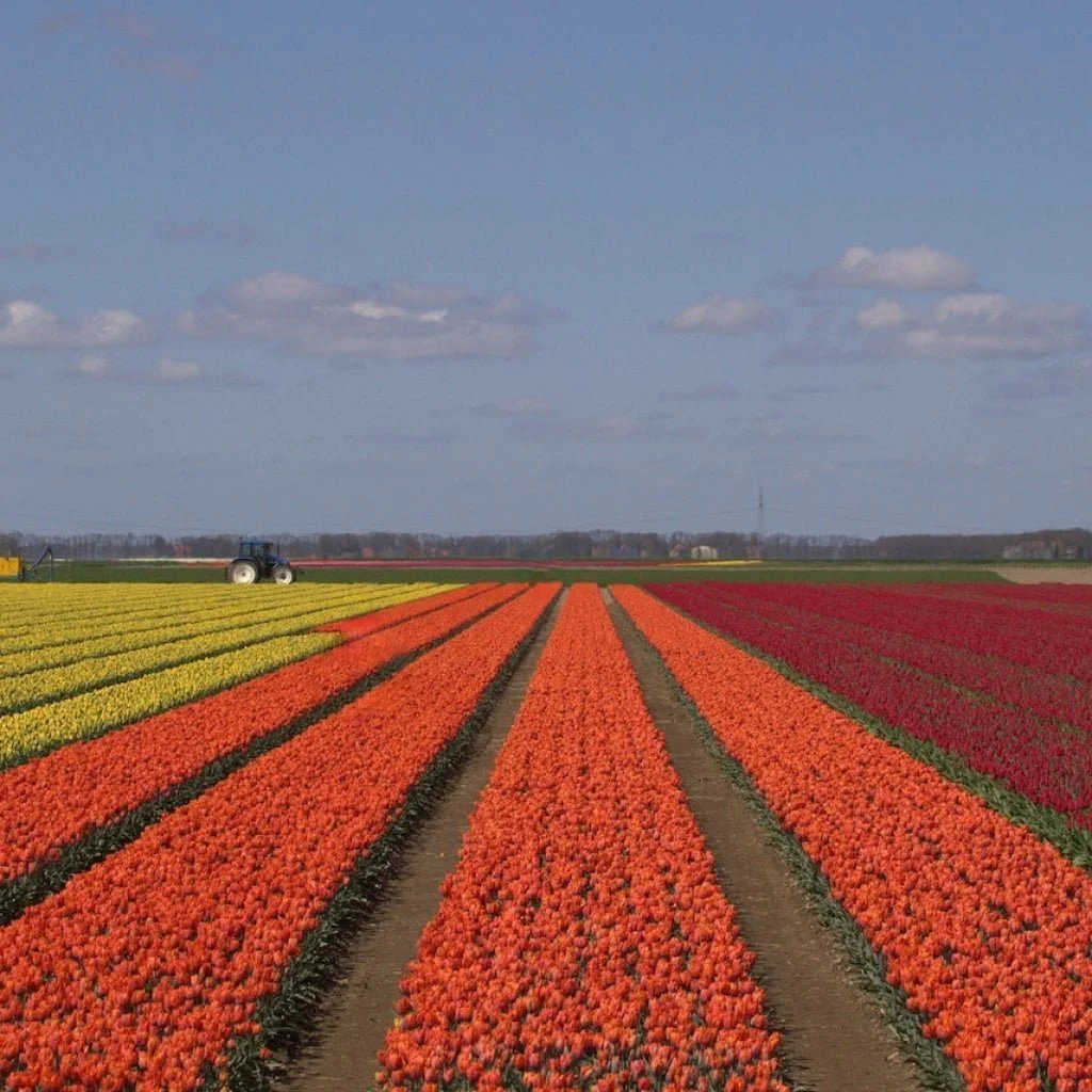 Tulip Garden in Kashmir