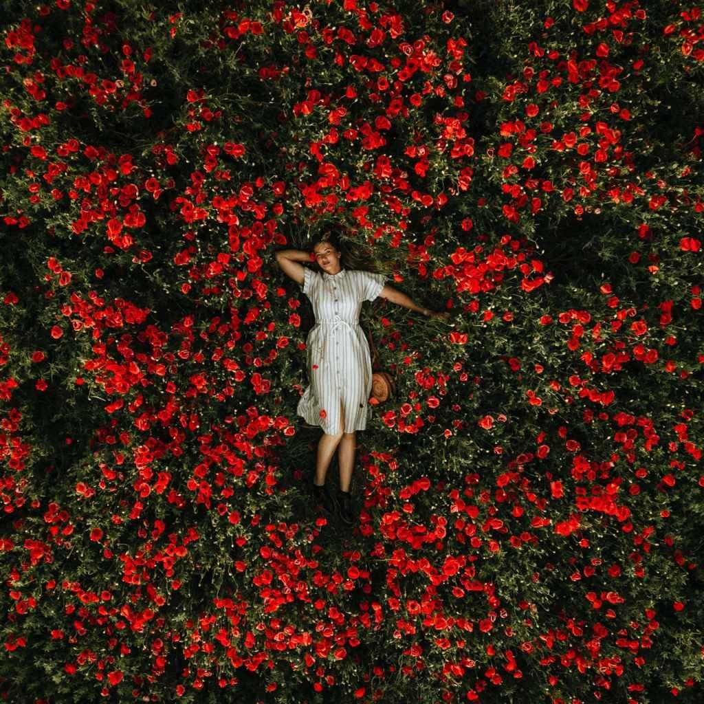 Tulipgarden Drone shot