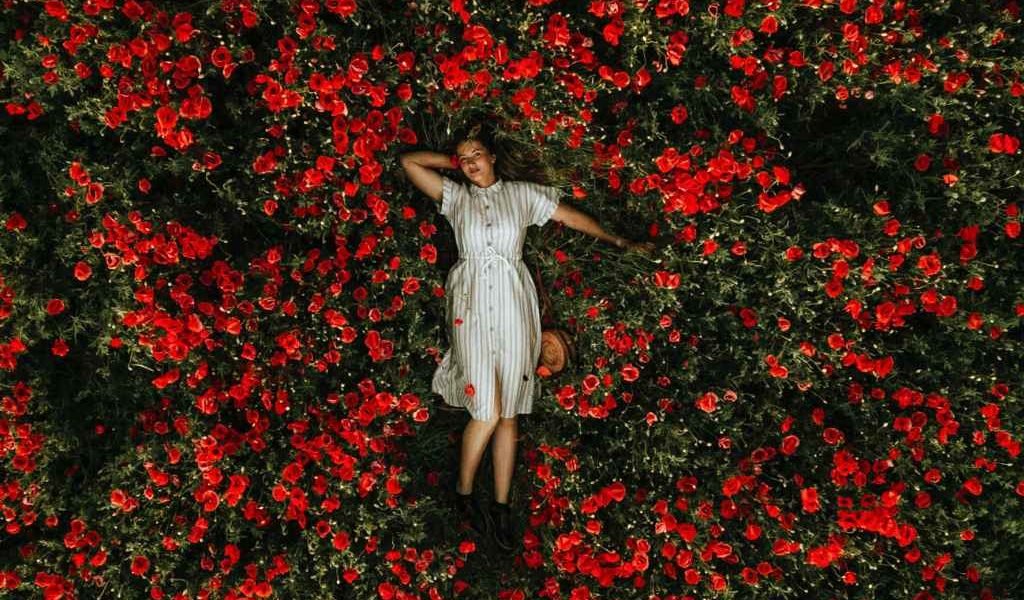 Tulipgarden Drone shot