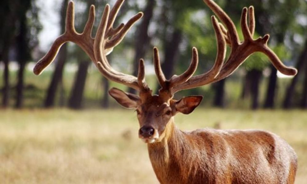 Hangul at Dachigam National Park