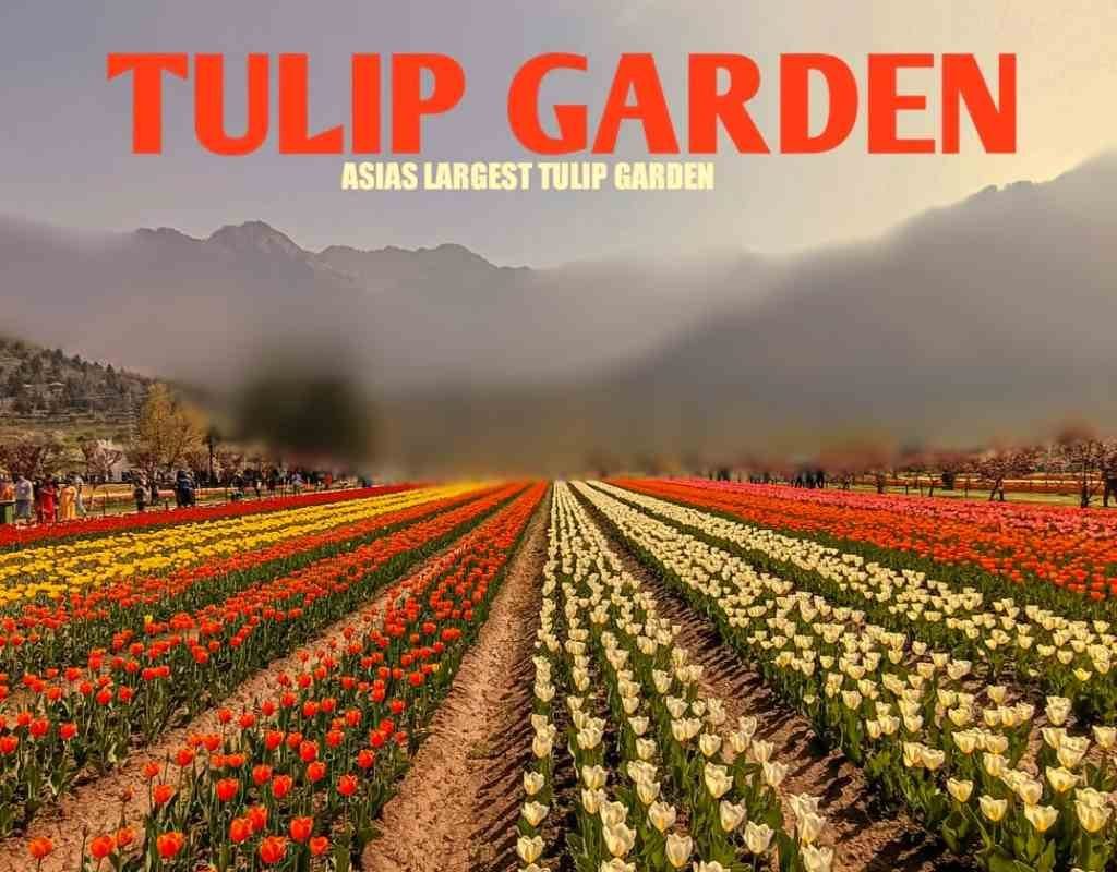 Tulip-Garden Tulip-Garden