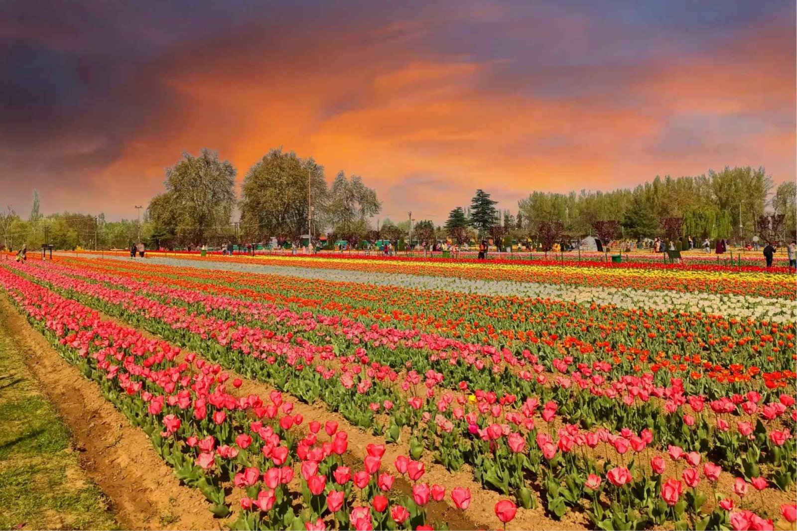 Tulip Festival in Kashmir - Complete Details and Dates - Tripmore