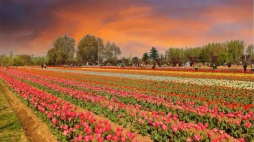 Tulip Garden Tickets