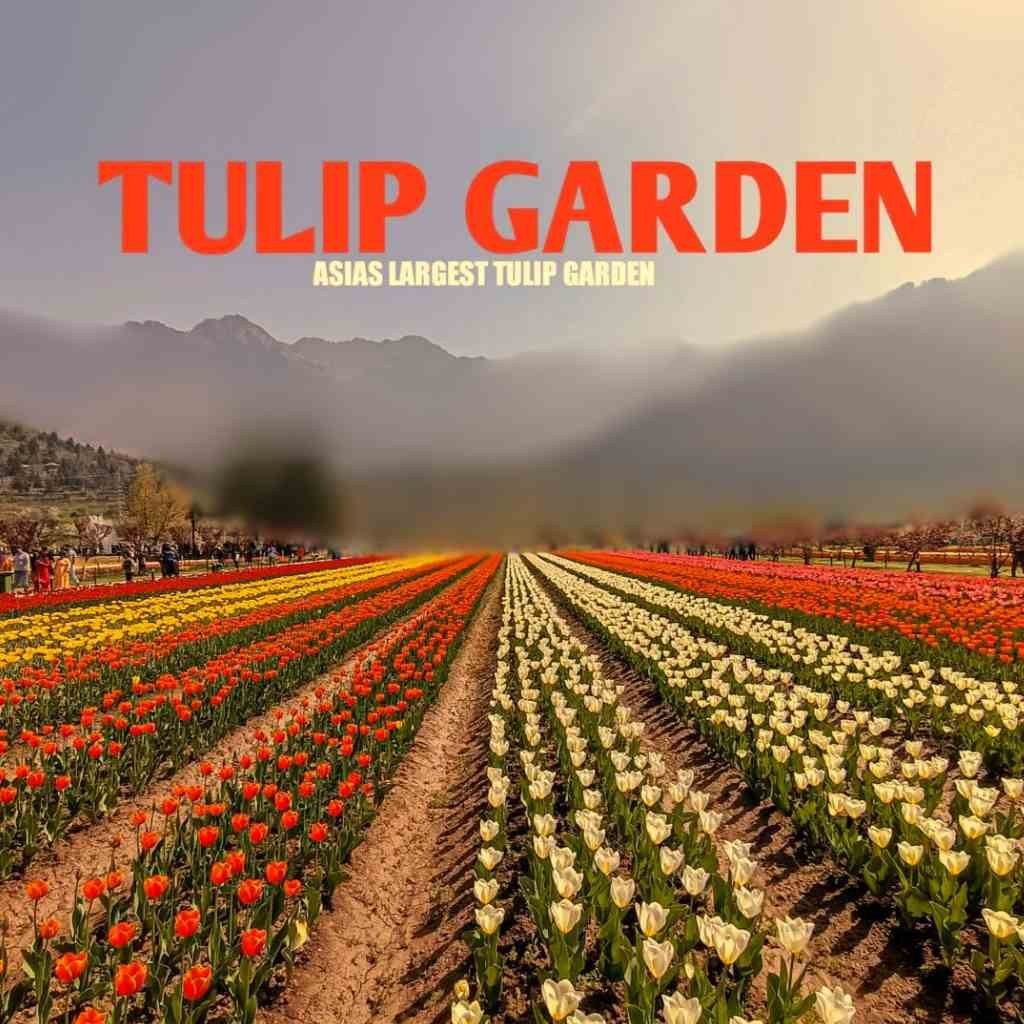 Tulip-Garden