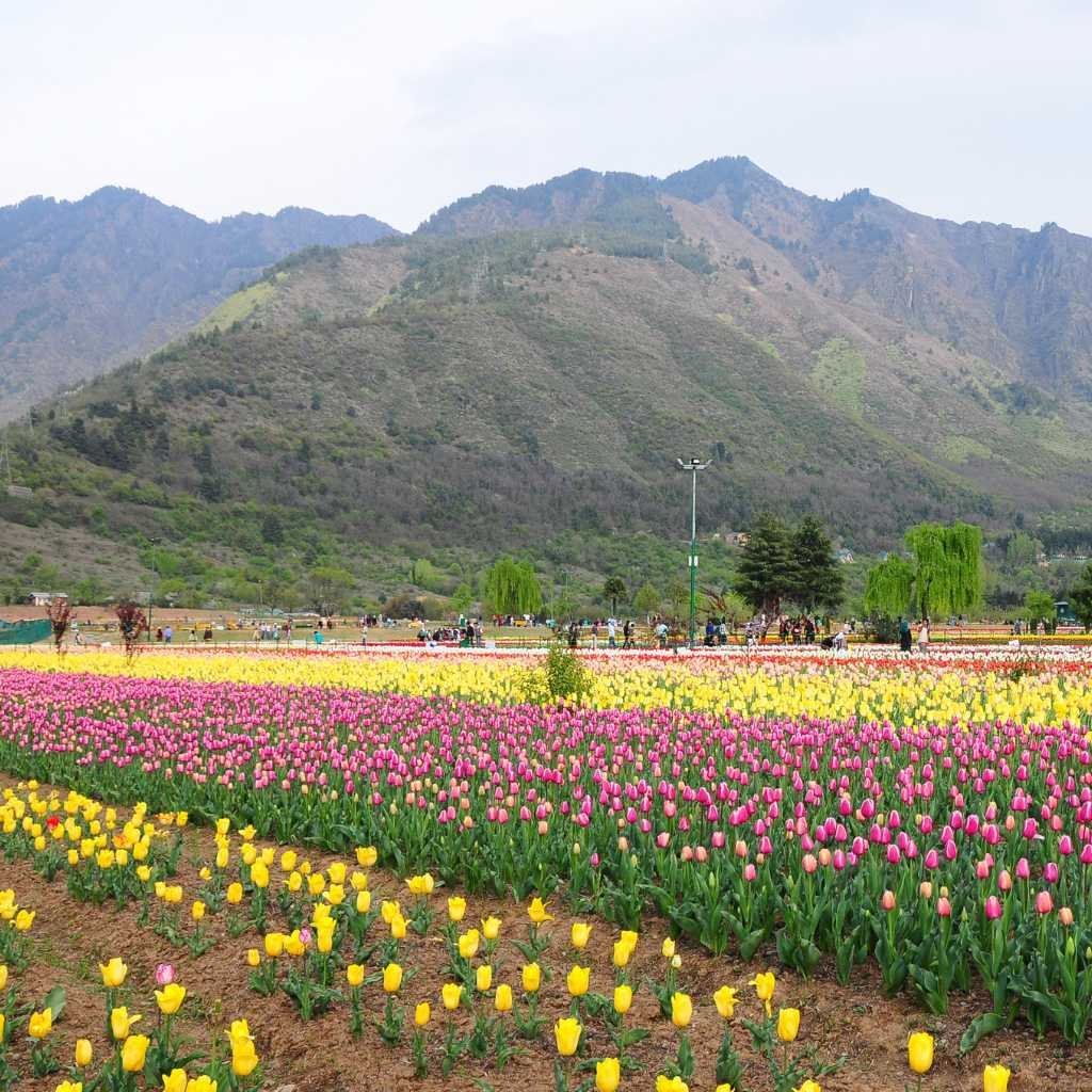 Tulips in Kashmir