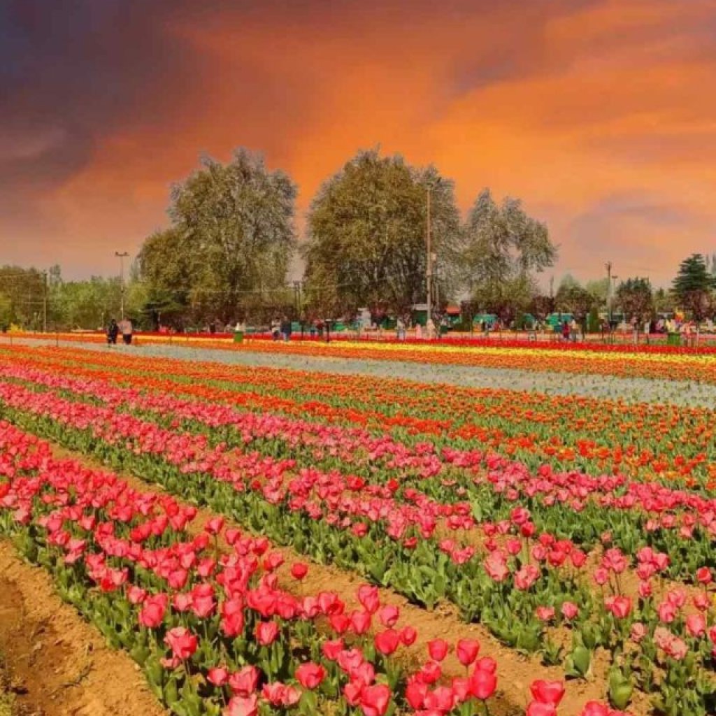 Tulip Garden Tickets