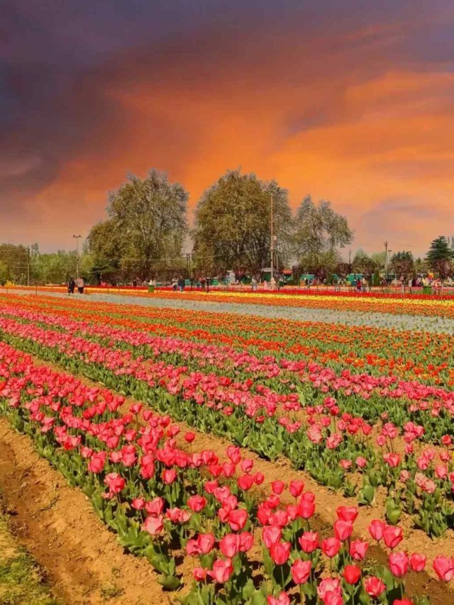 Tulip Garden Srinagar: Opens on 23 March 2024