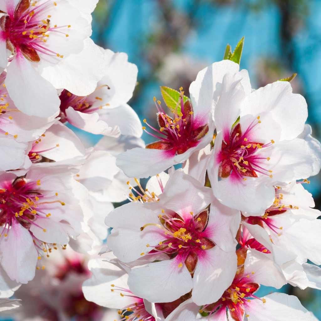 Badamwari Ticket Bookings