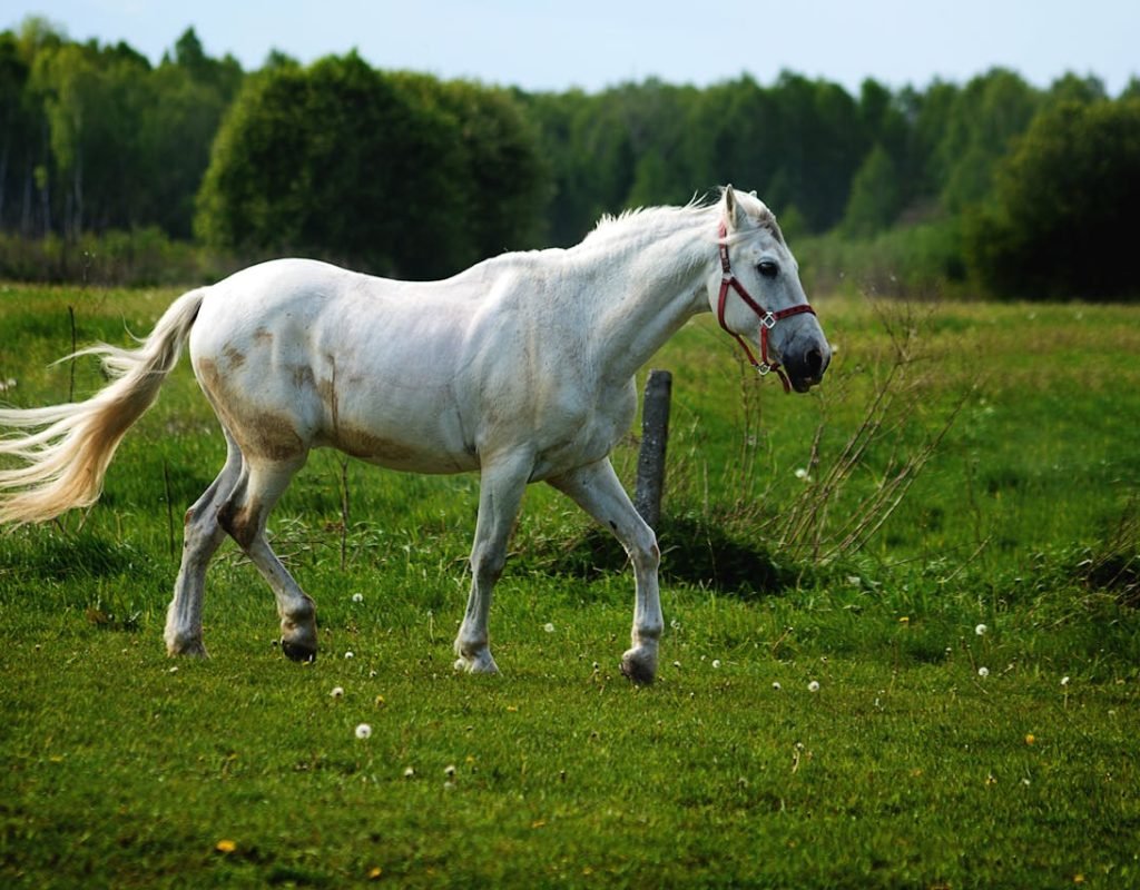 Pony Ride Pahalgam Pony Ride Pahalgam