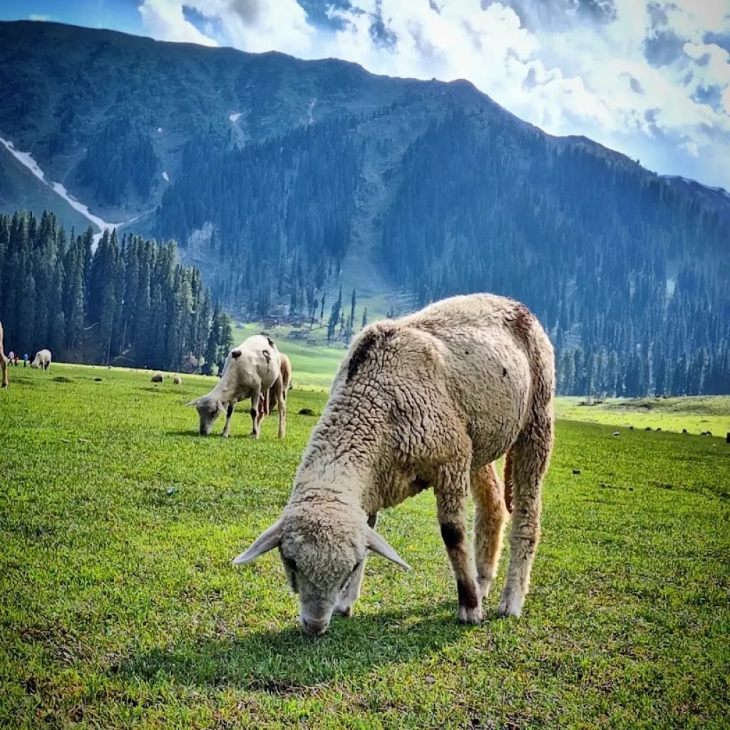 Bangus Valley tour Guide