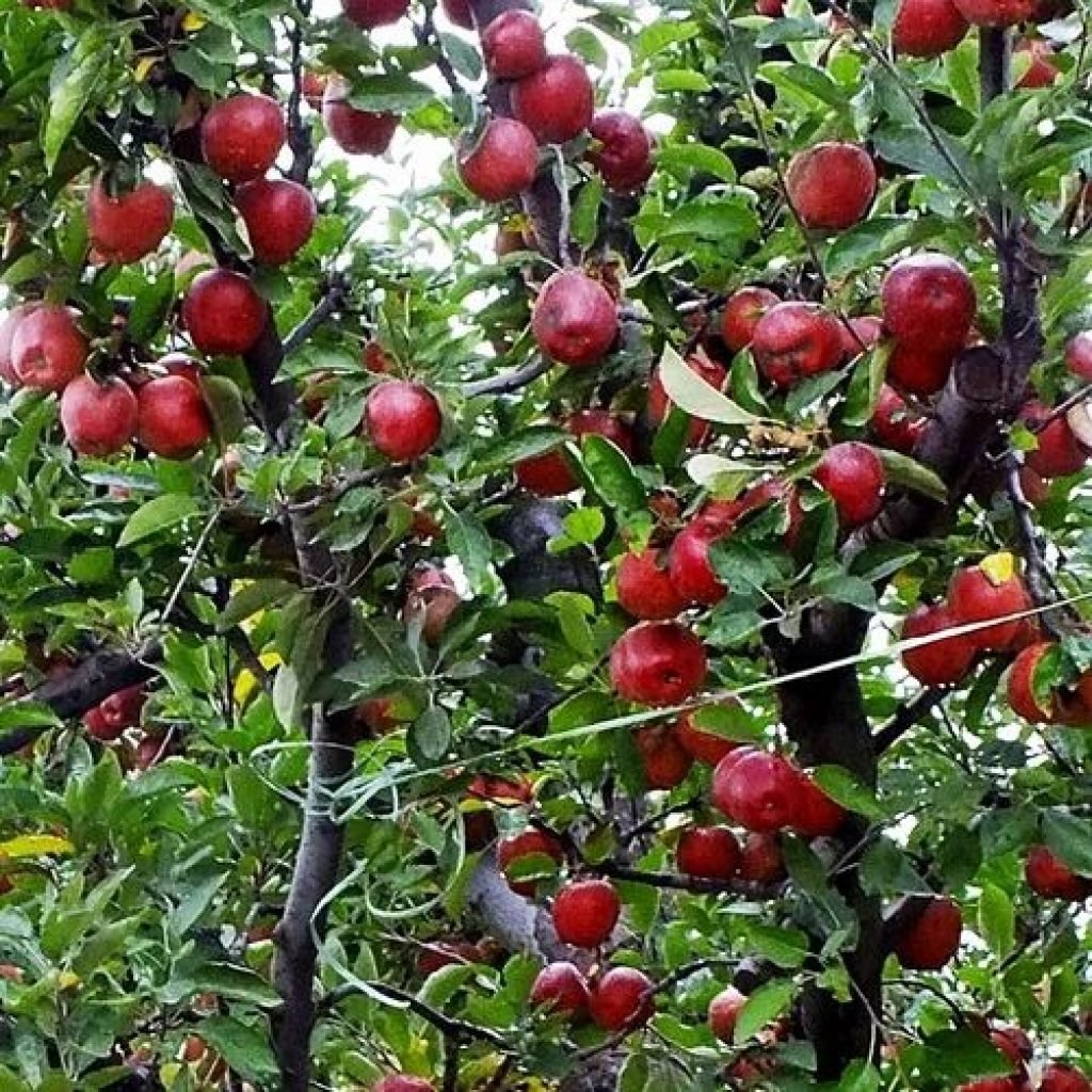 kashmiri-apple-500x500