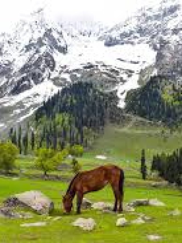 Top activities you can try in Kashmir during summer