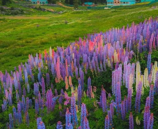 Gulmarg