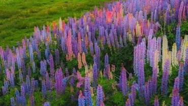 Kashmir Tour Package From Pune