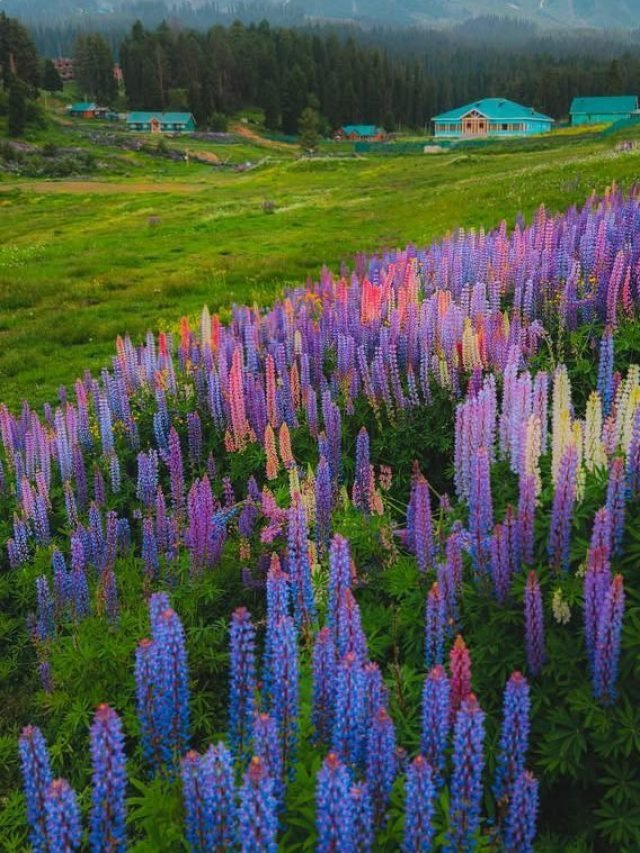 Kashmir Tour Package From Kerela
