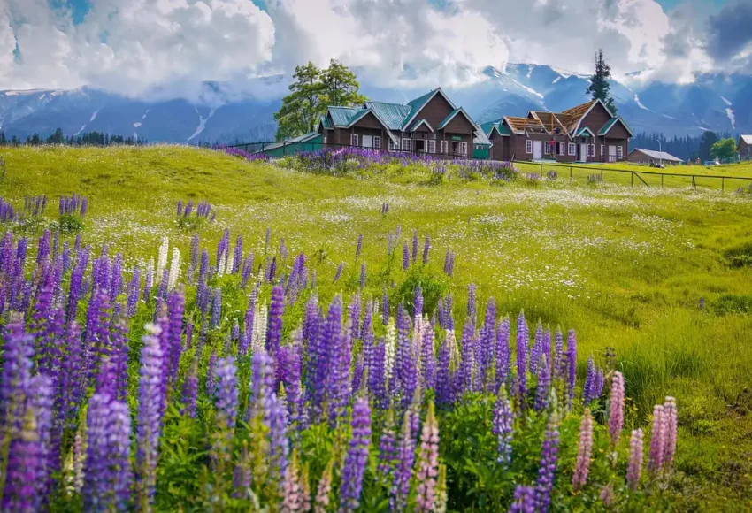 meadows meadows