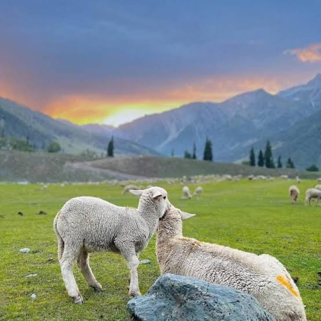 sonmarg itinerary